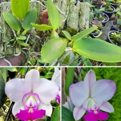 C walkeriana semi alba Almeida x C.walkeriana satisfaction - Aptas a Florir