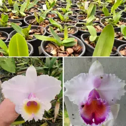 C. Quadricolor suave x quadricolor labelo vinho