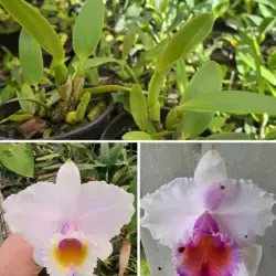 C. Quadricolor suave x quadricolor labelo vinho - Tamanho 3