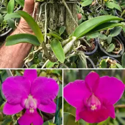 C.walkeriana( rubra calimam x primogênita) x (Alcides cavasine x superação) - Tamanho 4