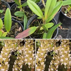 Epidendrum stanfordianum tipo