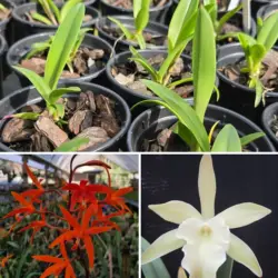 Hoffmannseggella cowani x brassavola glauca - Tamanho 2