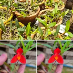 Maxillaria sophronitis - Aptas a florir