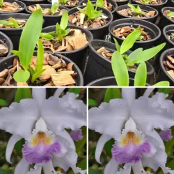 Mendeli cerulea