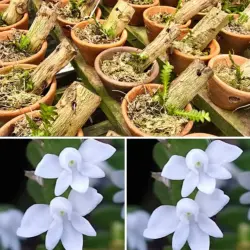 Mystacidium distichum - Rara