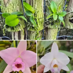 Praestans concolor x alaorii - Tamanho 2