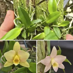 Pygmaea amarela x alaorii