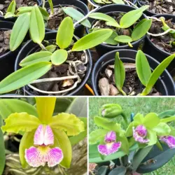Schilleriana s/a n°1 X schilleriana s/a kadogushi - Tamanho 2