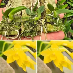 Sophronitis cernua amarela Sansão self