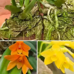 Sophronitis cernua amarela x Cernua laranja