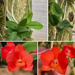 Sophronitis cernua bolinha Sansão x Android - Tamanho 3