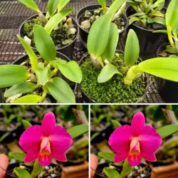 Sophronitis coccinea bicolor  x praestans escura