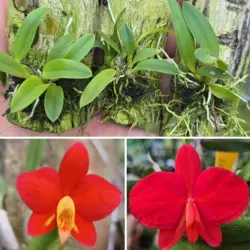 Sophronitis coccinea labelo amarelo nat x redonda xxxx nat. - Tamanho 3 p/ 4