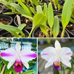 Trianae cerulea flamea calimam  X flamea Joãozinho