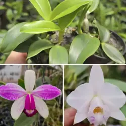 Alaorii x violacea flamea