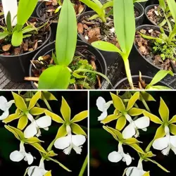 Epidendrum stanfordianum albo - Tamanho 2