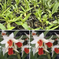 Dendrobium forte dawn x dawn malee x D. Cruentum
