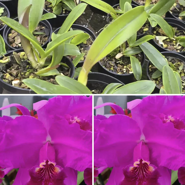 Luedmaniana rubra self - Tamanho 2