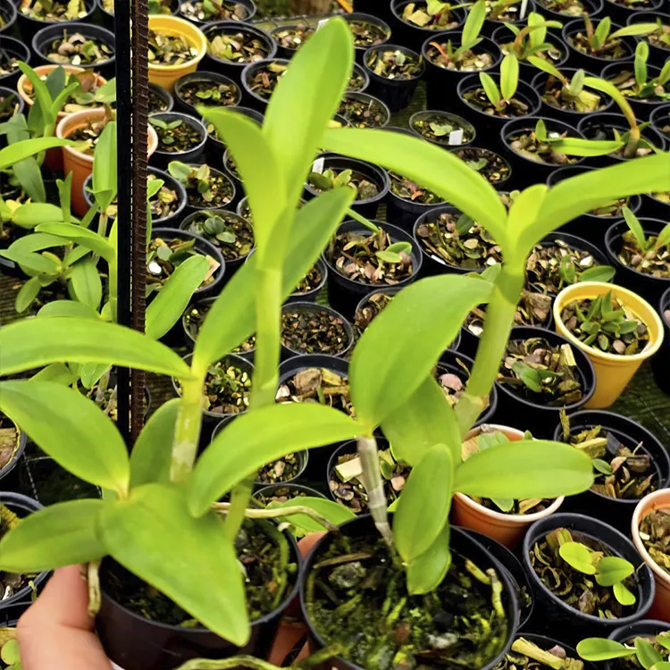 Leopoldi alba(branca x trilabelo.) - Tamanho 3 para 4 - Imagem 2