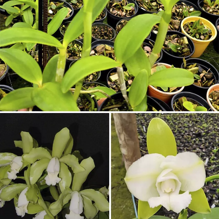 Leopoldi alba(branca x trilabelo.) - Tamanho 3 para 4