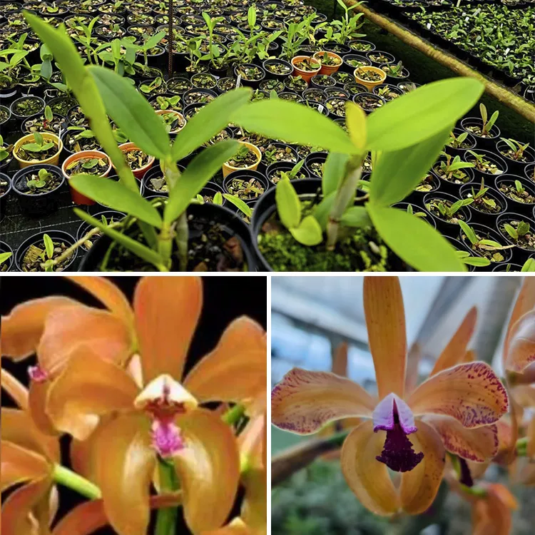 Porphyroglossa - Tamanho 3