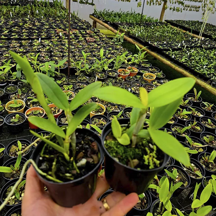 Porphyroglossa - Tamanho 3 - Imagem 2