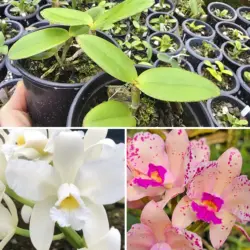 (Ametista creme x alba) x Ametista alba xxxx - Tamanho 2