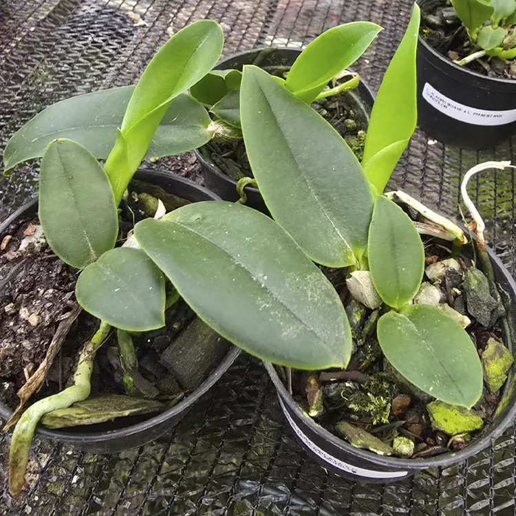 Walkeriana flamea x alaorii manchada - Tamanho 2 pra 3 - Imagem 2