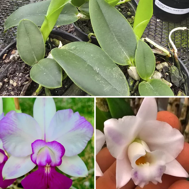 Walkeriana flamea x alaorii manchada - Tamanho 2 pra 3