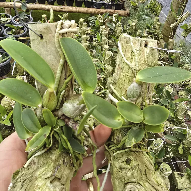 C.walkeriana feiticeira Refinada x walkeriana feiticeira Neninha - Tamanho 3 - Imagem 2