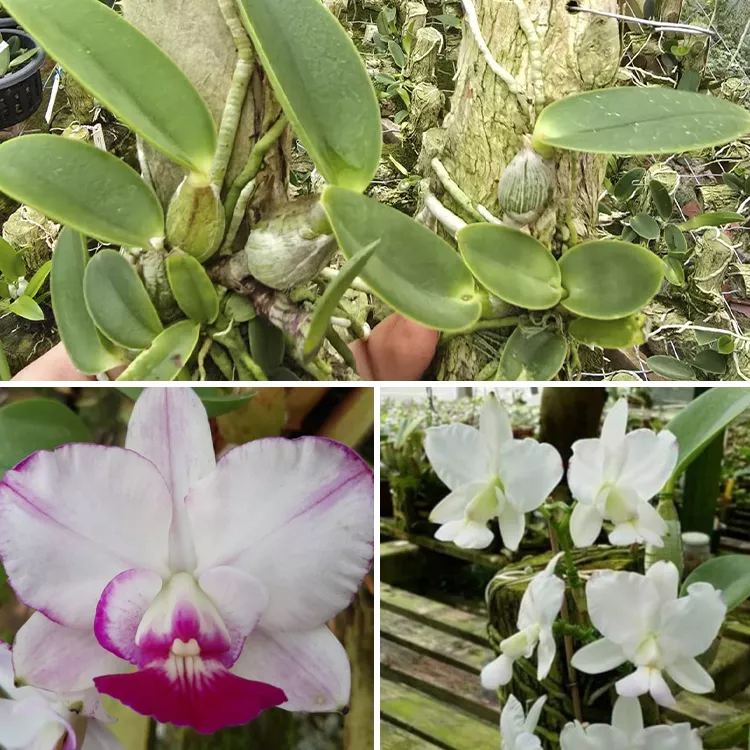 C.walkeriana feiticeira Refinada x walkeriana feiticeira Neninha - Tamanho 3