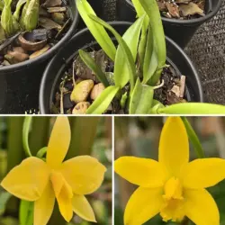 Hoff briegerii x coccinea Amarela - Tamanho 3