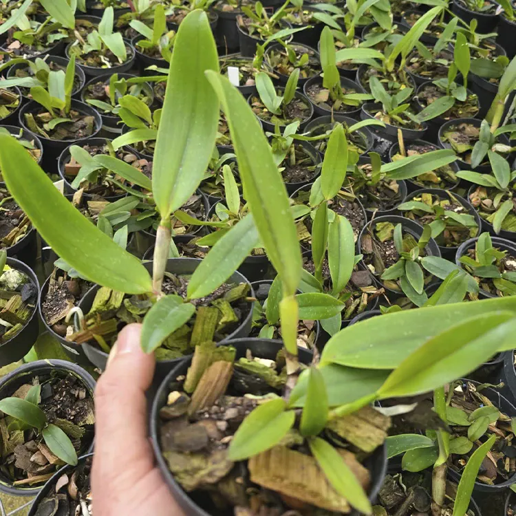 Labiata tipo x labiata tipo celia "camara" - Tamanho 2 - Imagem 2