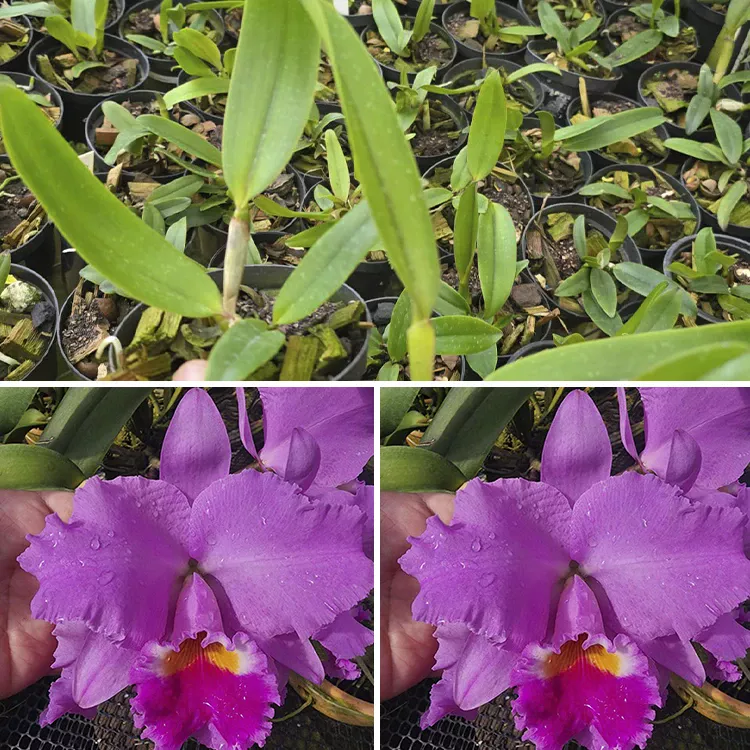 Labiata tipo x labiata tipo celia "camara" - Tamanho 2