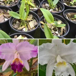 Luedmaniana cerulea xxxxvenosa x luedmaniana alba xxxx venosa - Tamanho 1 pra 2