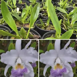 Mendellii caerulea - Tamanho 2