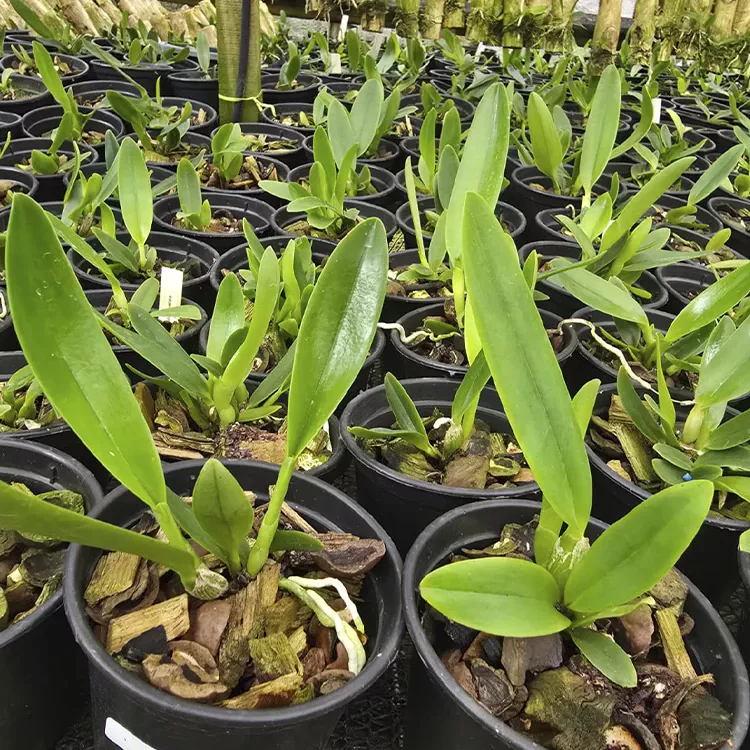 Mendellii caerulea - Tamanho 2 - Imagem 2