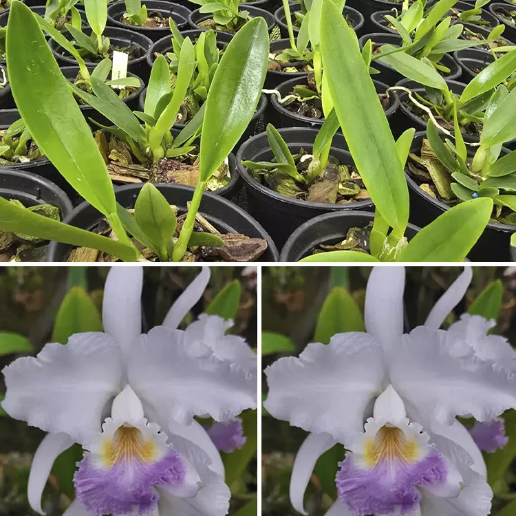 Mendellii caerulea - Tamanho 2