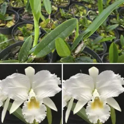 Mossiae alba - Tamanho 2