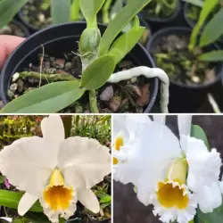 Percevalina alba xxxx calimam x Percevalina alba xxxx