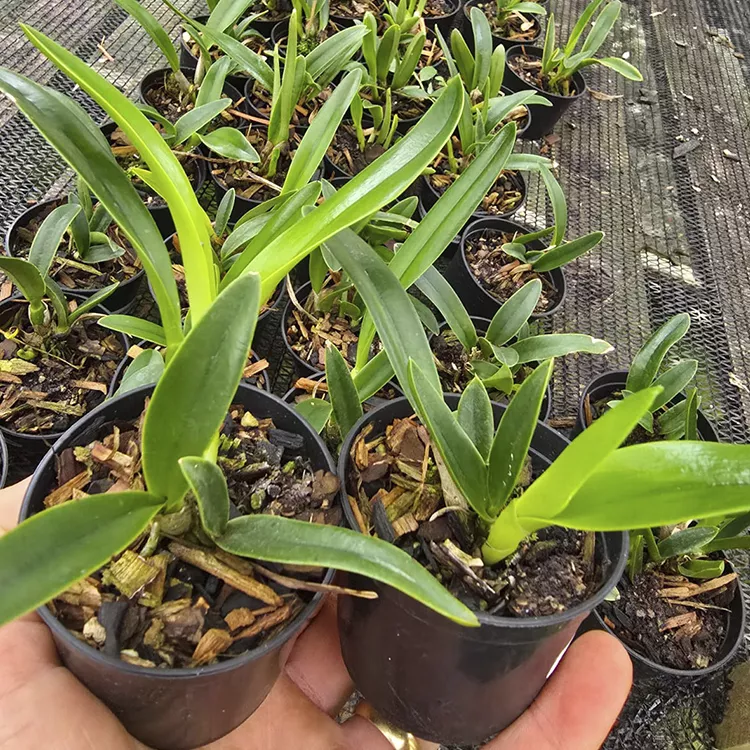 bowrigeana cerulea x percevalina cerulea - Tamanho 2 pra 3 - Imagem 2