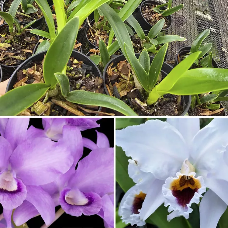 bowrigeana cerulea x percevalina cerulea - Tamanho 2 pra 3