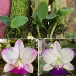 C.walkeriana satisfaction x feiticeira minha Rainha - Tamanho 1