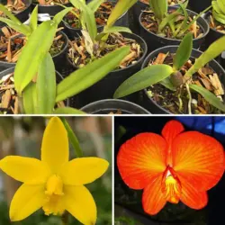 Hoffmannseggella briegerii x coccinea redonda - Tamanho 3