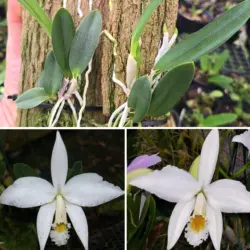 Jonguiana alba 7 de setembro x Jonguianaalba Elton - Aptas a Florir
