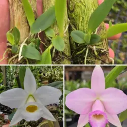 Praestans alba x concolor - Tamanho 2