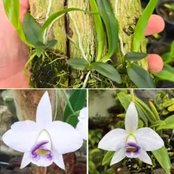 Praestans cerulea obra divina x praestans cerulea tedesco - Tamanho 2