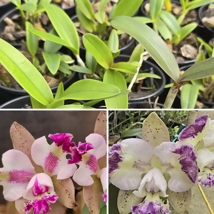 Dipozzi cerulea x claesiana x pão açúcar - Tamanho 2