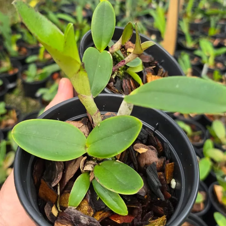 Ametista flamea pelorica top x Ametista flamea sensacional - Imagem 2
