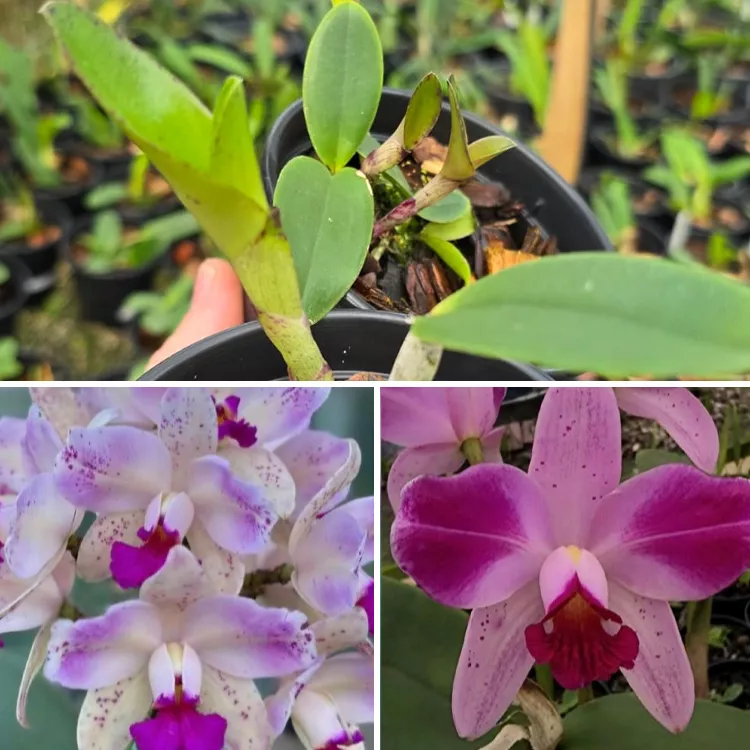Ametista flamea pelorica top x Ametista flamea sensacional